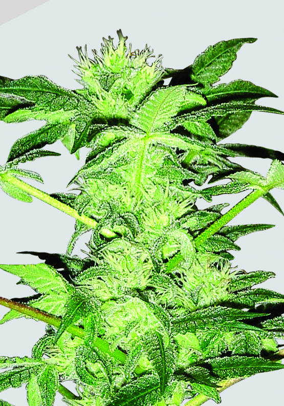 Chrystal Regular Seeds – Seedsman