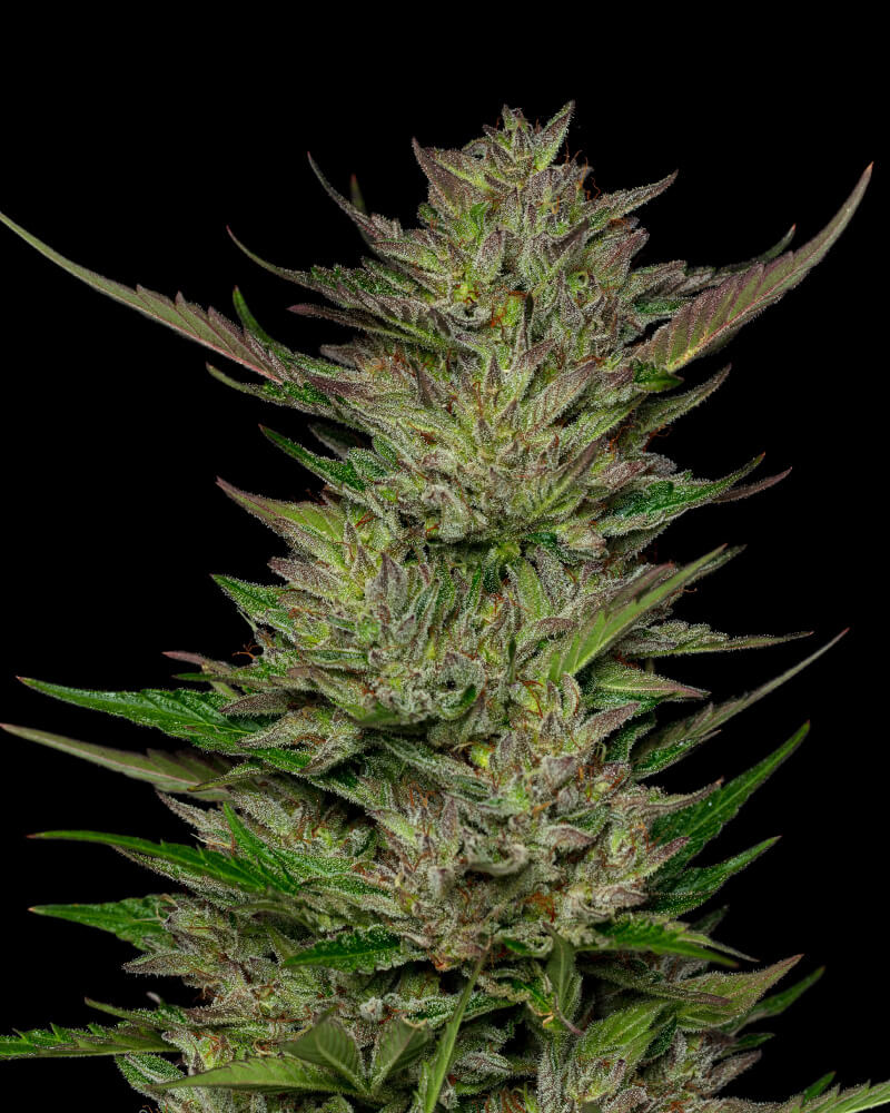 Don Carlos Regular Seeds – Seedsman