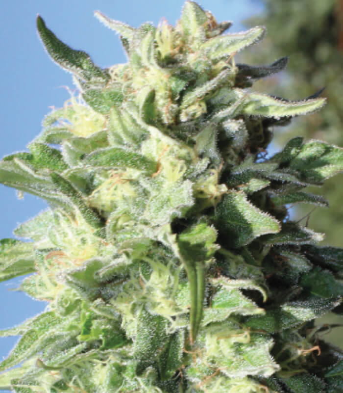 Banana Mango Regular Seeds – Seedsman