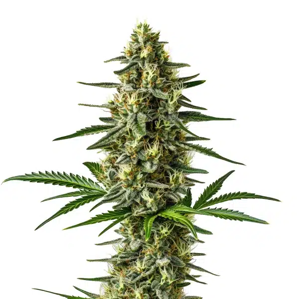 Afghan – Blimburn Seeds