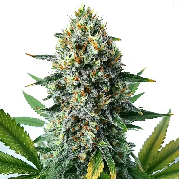 Alien OG Fast Version – Blimburn Seeds