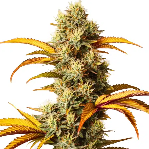 Alien Technology – Blimburn Seeds