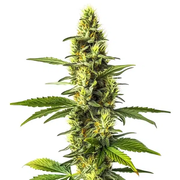 Amnesia Lemon – Blimburn Seeds