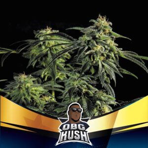OBG Kush Fast Version – Cannoptikum
