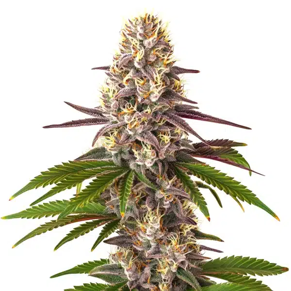 Blue OG Regular – Blimburn Seeds