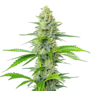 Blueberry x White Widow – Blimburn Seeds