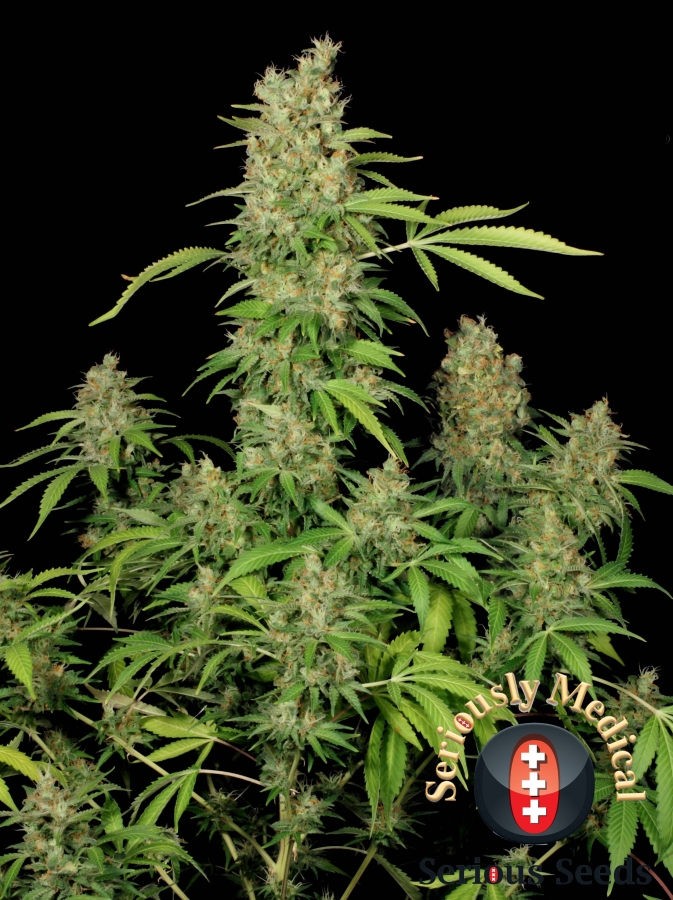 CBD Chronic (3) – Cannoptikum