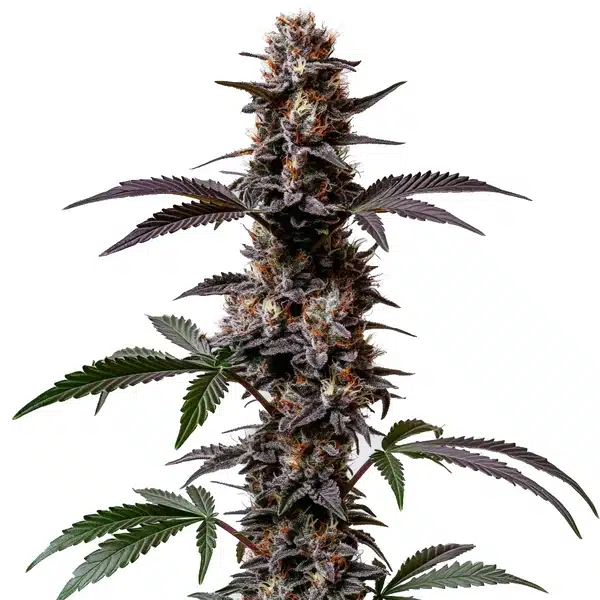 Cement Shoes Regular – Blimburn Seeds