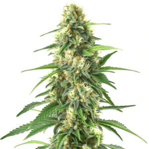Colombian Gold Auto – Blimburn Seeds