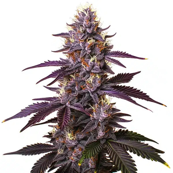 Kushberry – Blimburn Seeds