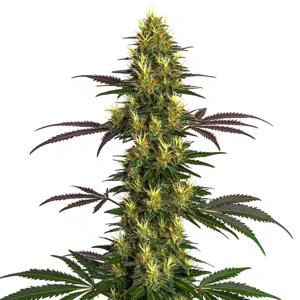 Mohan Ram – Blimburn Seeds