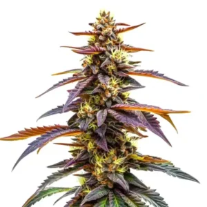 RudeBoi OG F1 – Blimburn Seeds