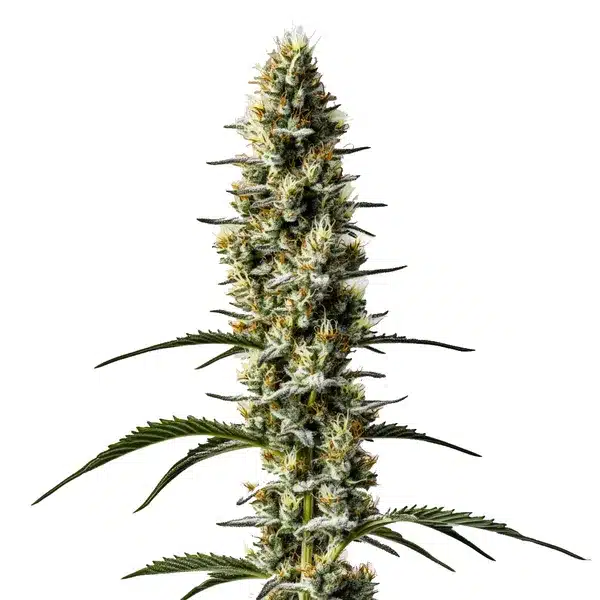 Sweet Zombie Auto – Blimburn Seeds