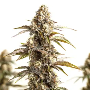 Tahoe Banana Sherbet – Blimburn Seeds