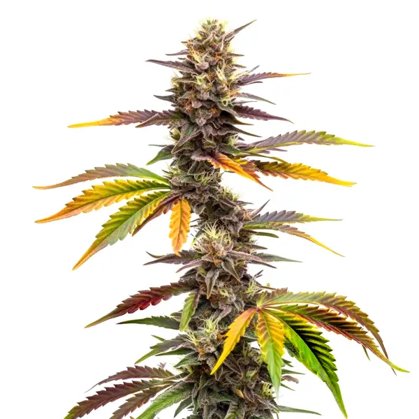 Zwonka – Blimburn Seeds