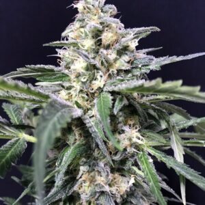 Amazon Auto Autoflower – Alchimia Grow Shop