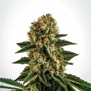 Apple Fritter Fast Version – Blimburn Seeds