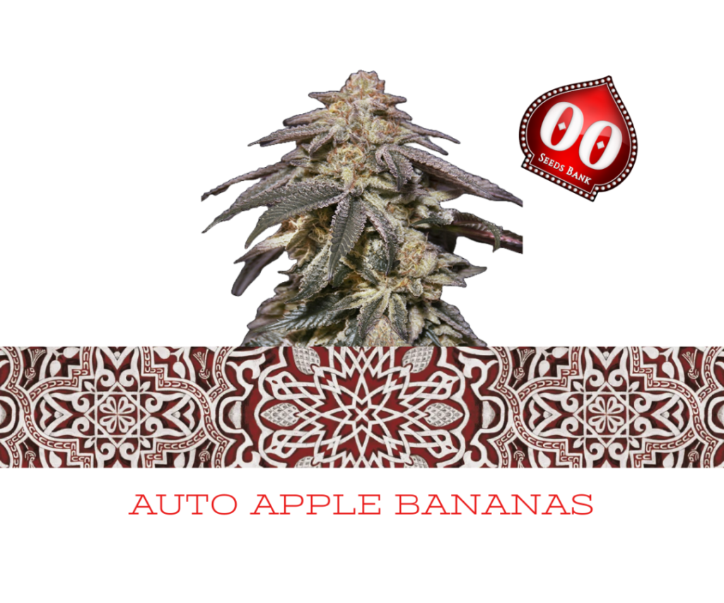 Auto Apple Bananas – Cannoptikum