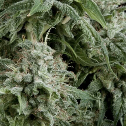 Auto Northern Lights – Cannoptikum