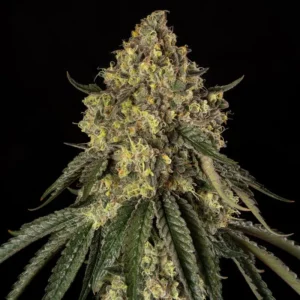 B-52 Feminized – Alchimia Grow Shop