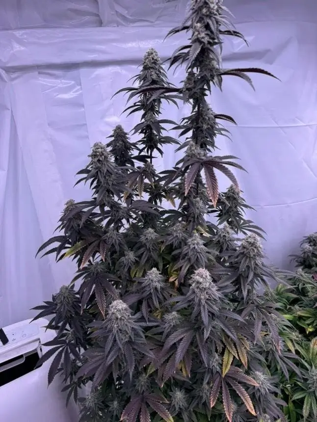 Bananacane Feminized – Alchimia Grow Shop