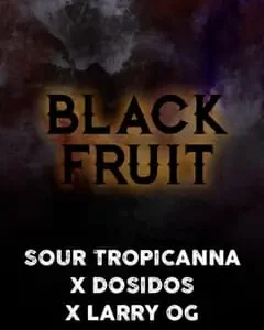 Black Fruit Feminized – Alchimia Grow Shop