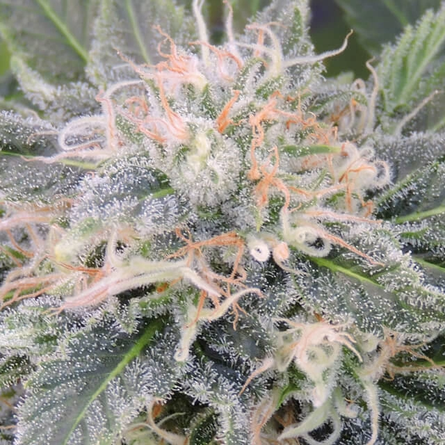 Black Ghost OG – Cannoptikum