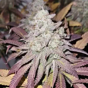 Blue Dream Feminized – Alchimia Grow Shop