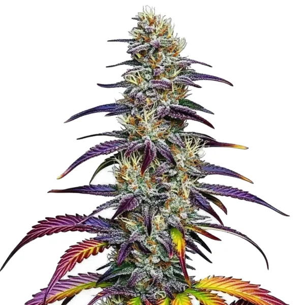 Blue Dream – Blimburn Seeds
