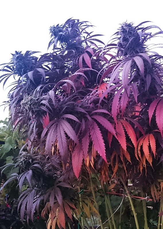 Bubba Island Kush (3) – Cannoptikum