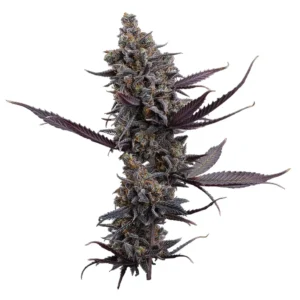 Cinderella Pineapple Feminized – Alchimia Grow Shop