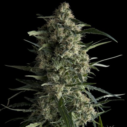 Galaxy CBD – Cannoptikum