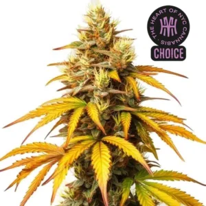 HellFire OG HMC Edition – Blimburn Seeds