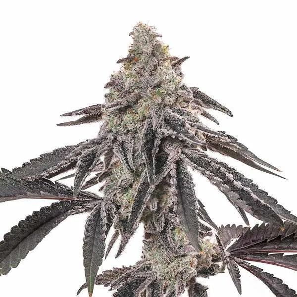 MAC – Blimburn Seeds