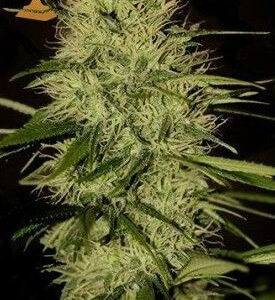 Mr Jack Mass Feminized – Alchimia Grow Shop