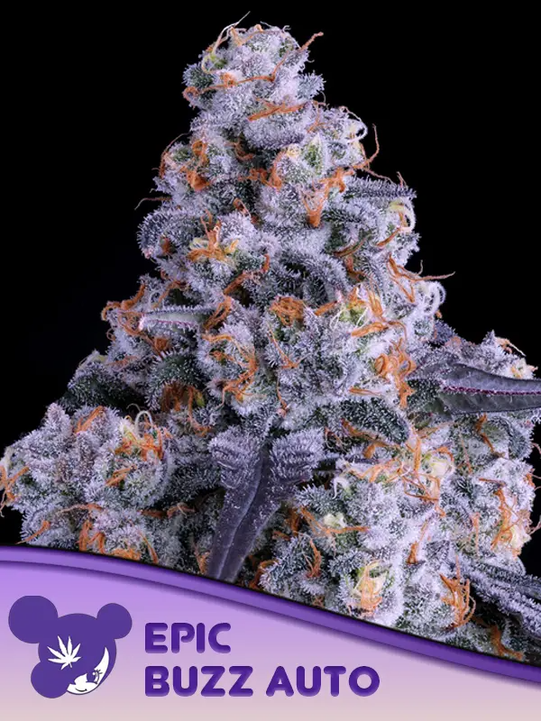 Epic Buzz Auto – Cannoptikum