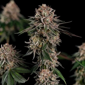 Pink Mist – Royal Queen Seeds