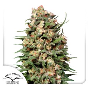 Skunk #1 regular – Cannoptikum