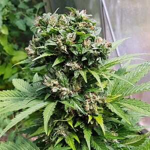 Solomatic CBD – Royal Queen Seeds