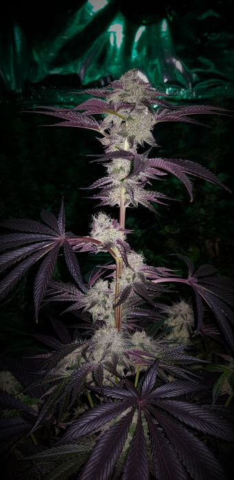 Tangelato Feminized – Alchimia Grow Shop