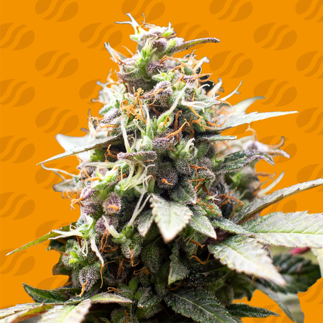 White Raspberry Truffle – Cannoptikum