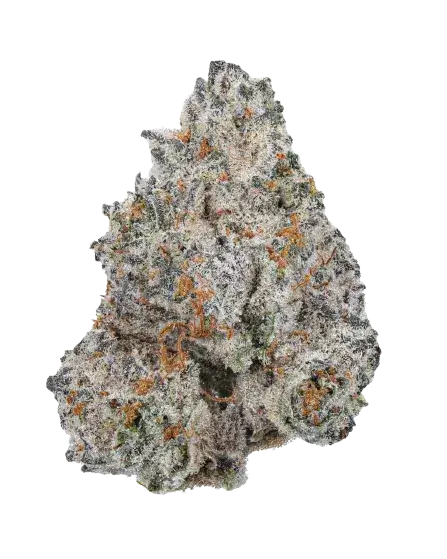 White Truffle Feminized – Alchimia Grow Shop